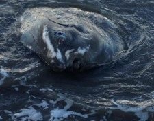 Un poisson lune échoue à Fond Bernier en #Martinique
