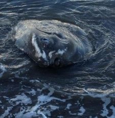 Un poisson lune échoue à Fond Bernier en #Martinique