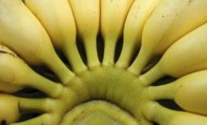 Suspension de l’#épandage aérien  Le #Medef apporte son soutien à la filière #banane