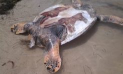 Une tortue décapitée à Sainte-Anne en #Martinique