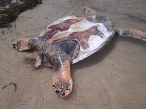 Une tortue décapitée à Sainte-Anne en #Martinique