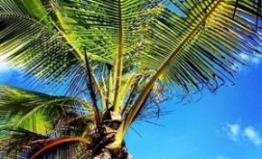 Le Club Med les Boucaniers en #Martinique sommé de rembourser 12 millions d'euros