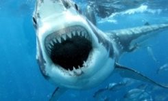 Nouvelle attaque de #requin à l'île de la #Réunion