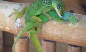 Ce lézard n'est pas un âne au lit