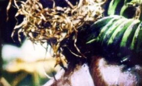 Chlordécone : la #Martinique porte sa croix