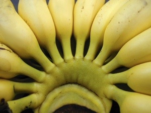 Les planteurs de bananes de #Martinique mangent-ils des bananes et des produits maraîchers locaux ?