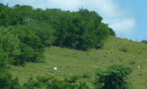 #Taubira : les petits pas comptés d’une irrépressible ambition.