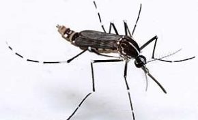 Deux cas de #chikungunya confirmés en #Martinique