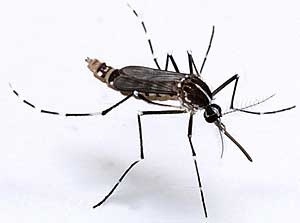 Deux cas de #chikungunya confirmés en #Martinique