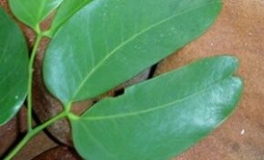 Et si le Courbaril était dur de la feuille ?