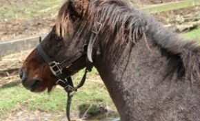 Le poney le plus recherché de #Martinique a été retrouvé la veille de Noël
