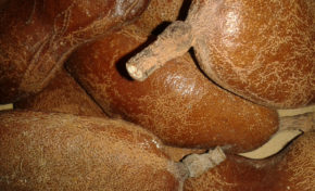 Discours de Bernard #Hayot au courbaril