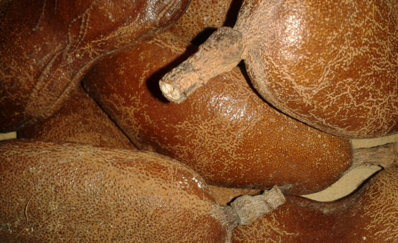 Discours de Bernard #Hayot au courbaril