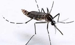 #Chikungunya en #Martinique : face à l’épidémie, la mobilisation de chacun est indispensable