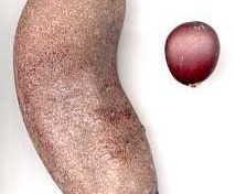 Le Courbaril d'or 2014