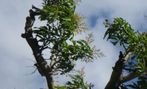 #Taubira : les petits pas d’une irrépressible ambition, (deuxième partie)