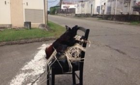 #Municipales 2004 en #Martinique : Les coqs seront sacrifiés dans le kok pitt