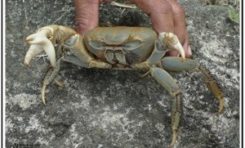 Un #crabe à trois pinces capturé en #Martinique