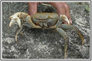 Un #crabe à trois pinces capturé en #Martinique