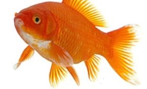 Ministère des Outremers qui ment ? Le piment ? Le poisson ou le letchi ?