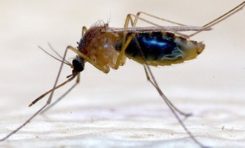 Le #chikungunya va t-il plomber le tourisme en #Martinique et en #Guadeloupe ?