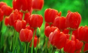 Et voilà que les tul...I.P.E.S fleurissent