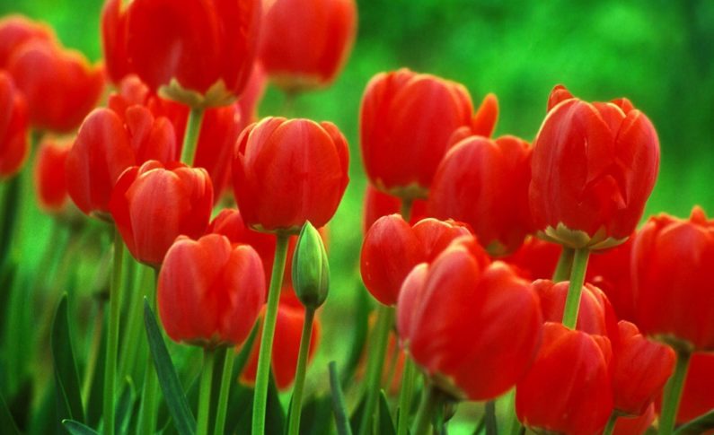 Et voilà que les tul...I.P.E.S fleurissent