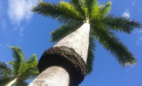 L'image du jour (29 juin 2014) #lareunion