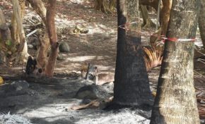 Ma #Martinique à moi : les pollueurs sont des ordures