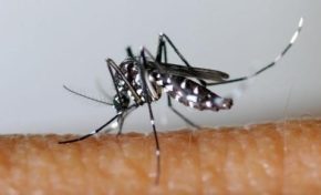 Marisol #Touraine du #carnaval des autres