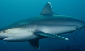 Un #requin attaque un #surfeur à Saint-Leu à l'île de La #Réunion