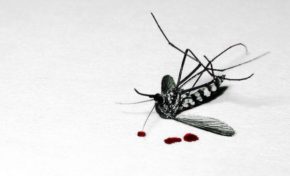 8 août 2014...Le quart d'heure du #Moustique est arrivé en #Martinique