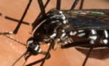 Épidémie en #Martinique : après le #chikungunya...le #choukungunya ?