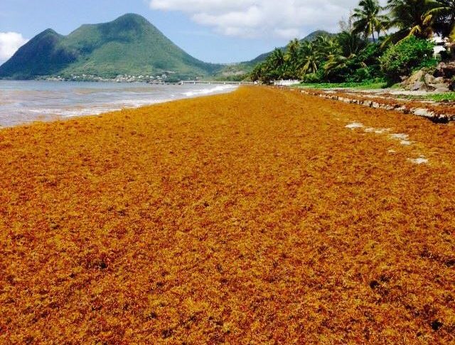 La plage du #Diamant en mode Sargasse Africa ambiance de la brousse