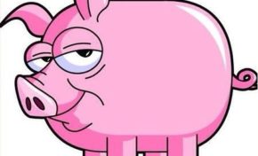 Deux #truies violées par un porc en #Guyane