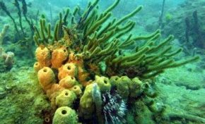 Chronique d'un crime écologique annoncé en #Martinique