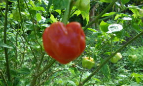 Région #Martinique : Une affaire super grave (suite)