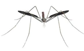 #Chikunguya en #Martinique : la gouvernance manque d'ingénierie,  le moustique affine sa tactique