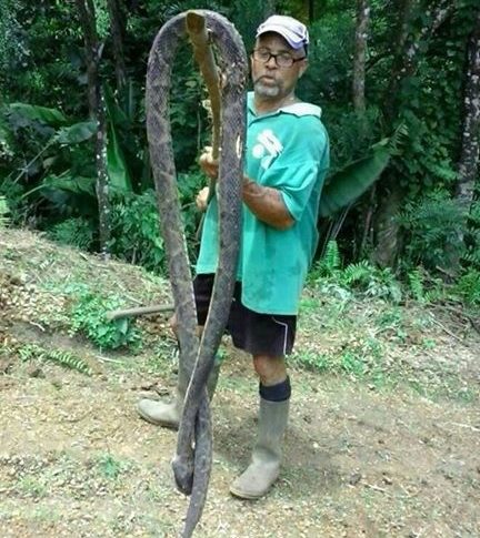 Un serpent de près de 3 m capturé au Lorrain en #Martinique