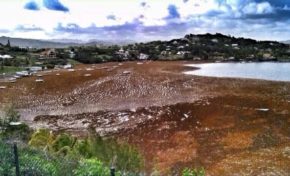 La #Martinique en mode #sargasses trop entérite