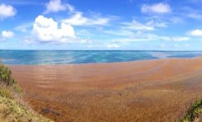 Ça agace trop...ou Sargasses trop ?