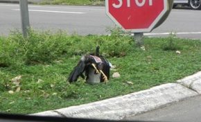 #Quimbois en #Guadeloupe