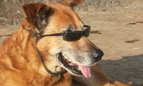 Le chien qui a du chien