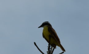Les oiseaux de Martinique au CDST pour les Journées du Patrimoine