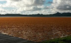 Algues sargasses en #Martinique...et si on nous mentait ?