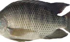 Scandale Cosette/Lady Grace II...Serge #Letchimy est muet comme un lapia aphone pourtant il est au courant