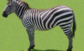 La question du jour - 11 décembre 2014