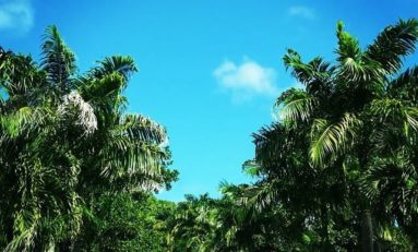 L'image du jour (28 décembre 2014) - #martinique