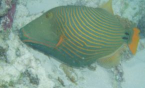 Comment nettoyer ses bourses sans se fatiguer