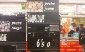 Des pêches jaunes sous les tropiques ? La Guadeloupe l’a fait !